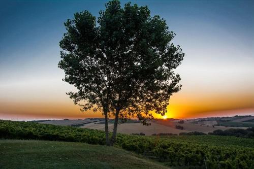 La Vita Nuova Appartements - Appart B&B Morro d'Alba Bagian luar foto